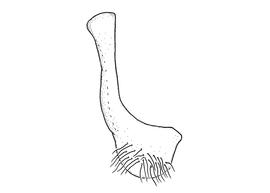   Anthidium hallinani  male, diagram showing ventral view of seventh sternum (S7), diagram from Gonzalez and Griswold 2013 
